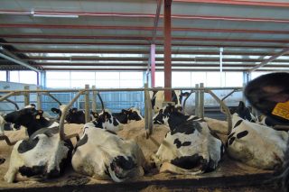 Agaca presenta estudo sobre pegada de carbono e hídrica das ganderías de vacún de leite galegas