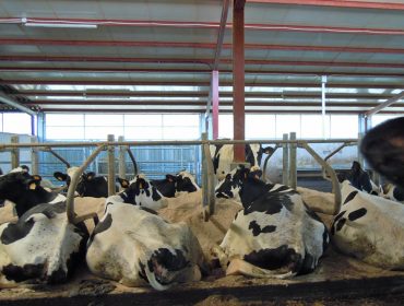 Agaca presenta estudo sobre pegada de carbono e hídrica das ganderías de vacún de leite galegas