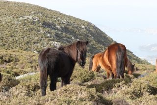 Propostas para “evitar o colapso” do ecosistema de cabalos en semiliberdade en Galicia