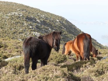 Propostas para “evitar o colapso” do ecosistema de cabalos en semiliberdade en Galicia