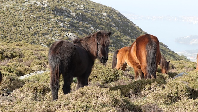 Propuestas para «evitar el colapso» del ecosistema de caballos en semiliberdade en Galicia
