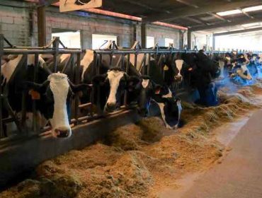 Finca Mouriscade, a quinta mellor granxa de España en calidade xenética