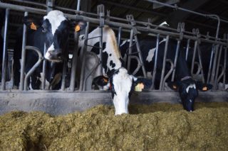 Galicia rexistra en abril un prezo medio do leite no campo de 40,9 céntimos