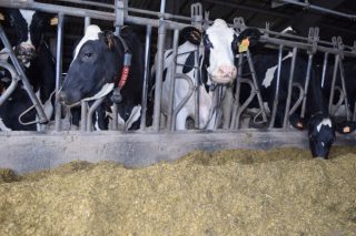 O Sindicato Labrego pide limitar o tamaño das granxas a 300 vacas