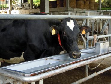 “Garantimos un auga desinfectada para o gando, sen biofilm e a un menor custo para o gandeiro”