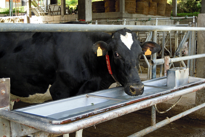 Cal é a pegada de carbono e a pegada hídrica de producir un litro de leite en Galicia?