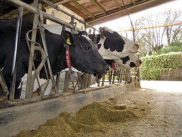 Importes definitivos das axudas asociadas da PAC para vacún de leite