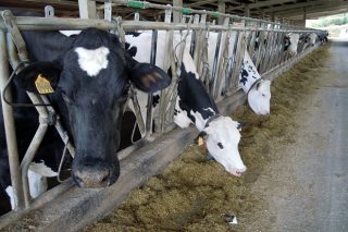 Entrepinares rompe o mercado do leite en Galicia cun prezo base de 57 céntimos en outubro
