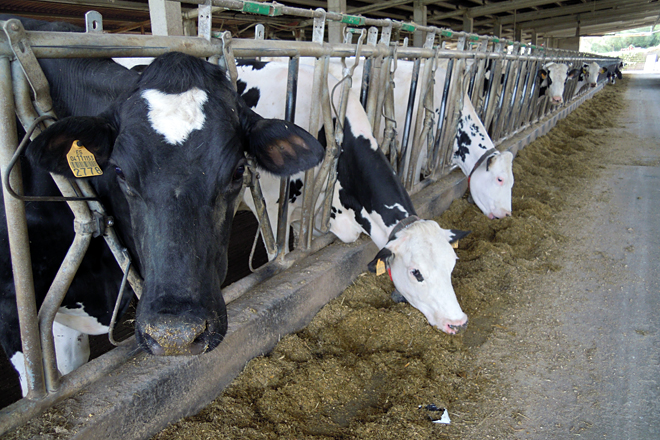 Entrepinares rompe o mercado do leite en Galicia cun prezo base de 57 céntimos en outubro 