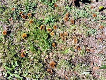Recomendan retirar dos soutos os ourizos afectados por fungos