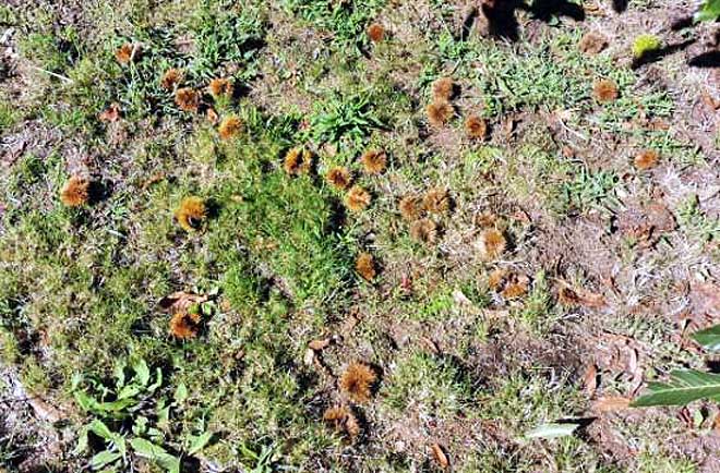 Recomiendan retirar de los sotos los erizos afectados por hongos