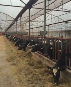 En el país es muy habitual las granjas invernadero, ya que en vez de cubierta, las vacas se encuentran en naves que emplean plástico.