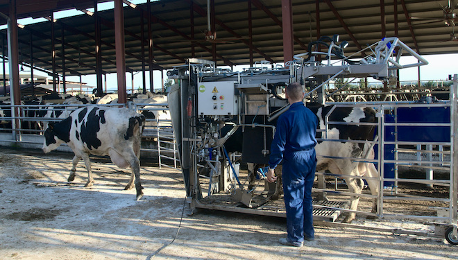Jamie Sullivan recomenda evitar o estrés da vaca no poldro cun manexo axeitado e minimizar o tempo do recorte. 