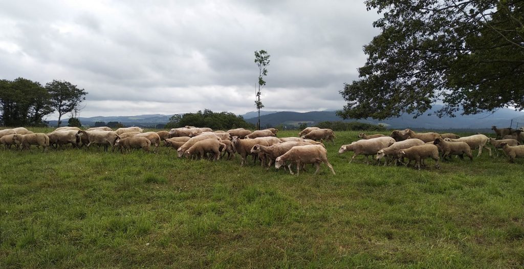 Finca O Costal conta cun rabaño de 150 ovellas e xestiona 23 hectáreas de terreo