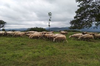 Oferta de posto de traballo en gandería ovina en Ribadeo