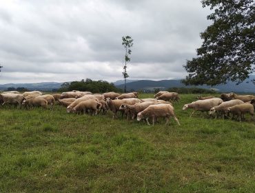 Oferta de posto de traballo en gandería ovina en Ribadeo