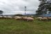 Finca O Costal conta cun rabaño de 150 ovellas e xestiona 23 hectáreas de terreo