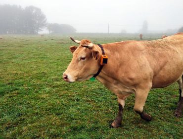 Chega Rumi, o dispositivo GPS galego para monitorizar en tempo real vacas e xovencas tanto no establo como na pradeira
