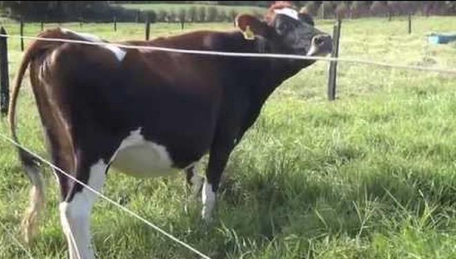 Vaca de raza Jerhol, cruce de Jersey y Holstein, muy presente en las ganaderías de Colombia.