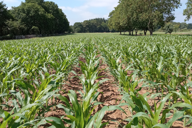 Delagro lanza BLUE STAR: El fertilizante que fomenta la actividad biológica del suelo y mejora el rendimiento de los cultivos