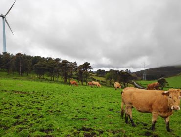 Radiografía do sector produtor de vacún de carne en España
