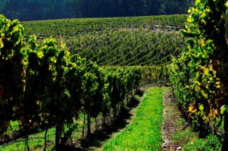 As técnicas de intensificación ecolóxica logran melloras nos viñedos e no viño