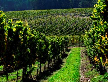 As técnicas de intensificación ecolóxica logran melloras nos viñedos e no viño