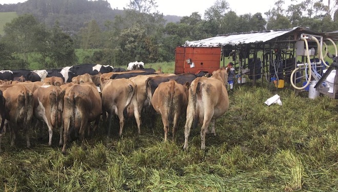 Vacas en Colombia