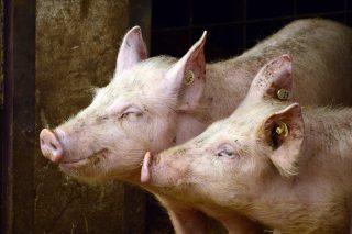 A chegada da peste porcina a Italia suscita preocupación no sector en España