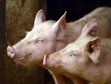 A chegada da peste porcina a Italia suscita preocupación no sector en España