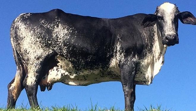 Vaca de la raza Girolando, habitual en los rebaños de Brasil. 