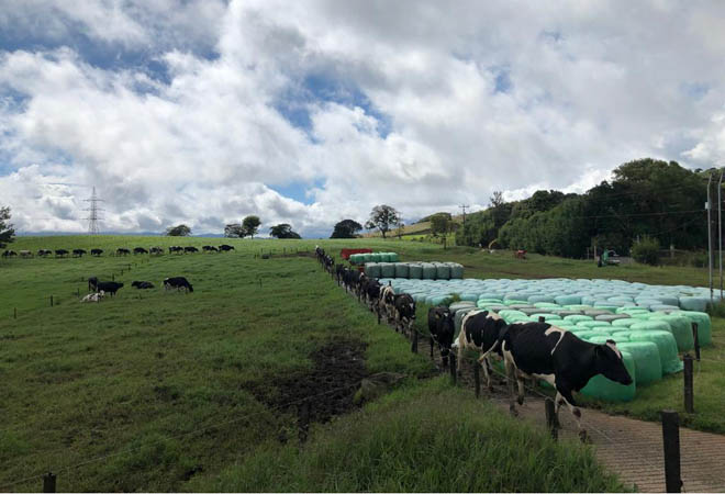 Un veterinario galego en Latinoamérica: percorrido pola produción de leite de México a Brasil