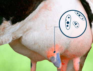 Como tratar a mamite en vacas e reducir as células somáticas sen antibióticos?