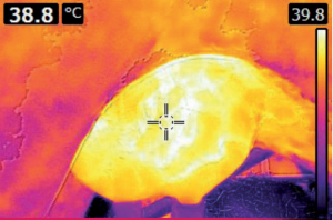 Termografía de una ubre con mamitis en el momento del ordeño