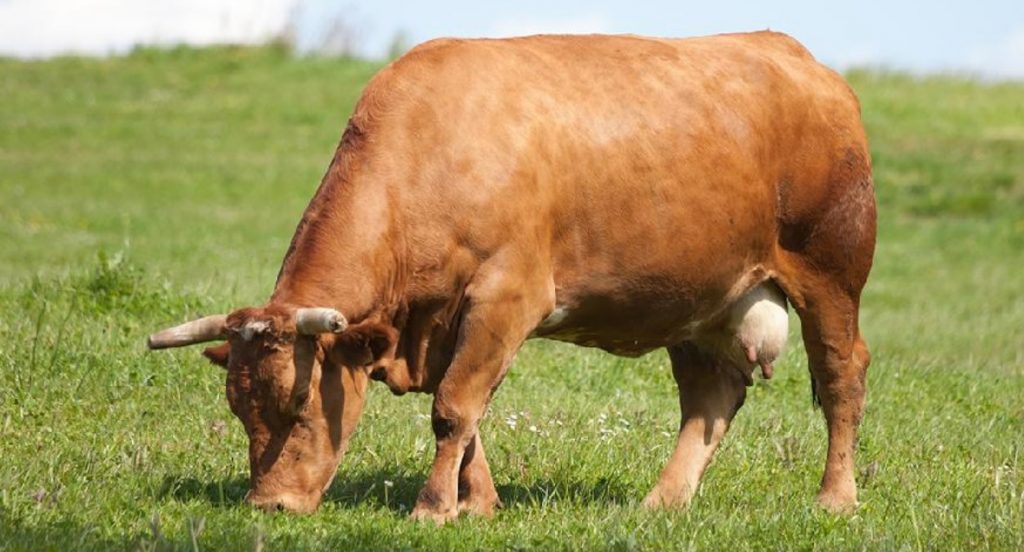 vaca rubia galega pastoreo