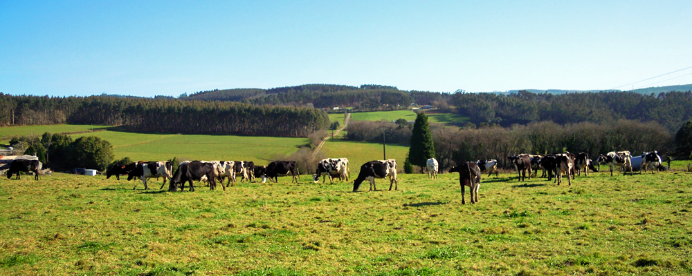 As vacas de Granxa Ameixeira pacendo en Dordeda. Ao fondo, o monte Legre, onde irían os aeroxeradores