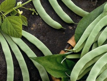 Seminario online sobre as legumes como fonte de proteína vexetal e alternativa á soia