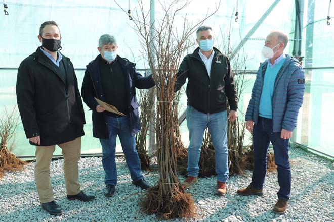 Medio Rural entrega 13.000 plantas de castaño a los viveros forestales gallegos