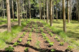 Cultivo de amorodos e hortalizas combinadas con plantacións de eucaliptos