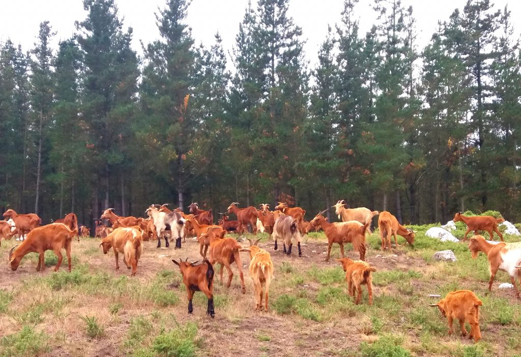 sistemas agroforestais cabras