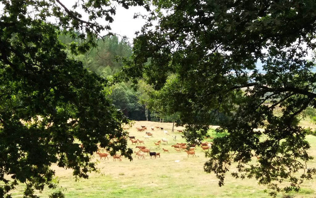 sistemas agroforestais cabras PAC