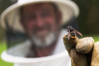 Estas son as medidas que reclaman os apicultores á Xunta para un control efectivo da vespa velutina