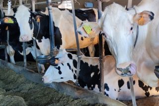 Gandería Rato, entre os mellores criadores galegos de vacas frisoas de altas cualificacións