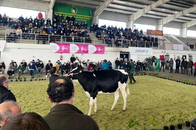 Próximas subastas de ganado frisón en la provincia de A Coruña