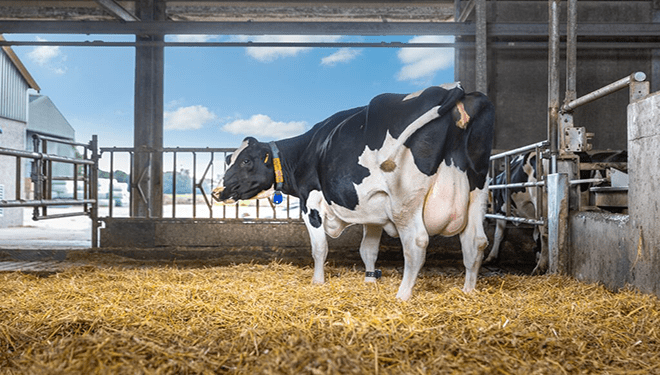 La nutrición: un aspecto clave en el período de transición de vacas lecheras
