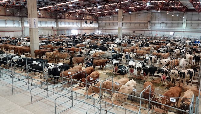 Silleda registra la mayor afluencia de ganado de los últimos dos años