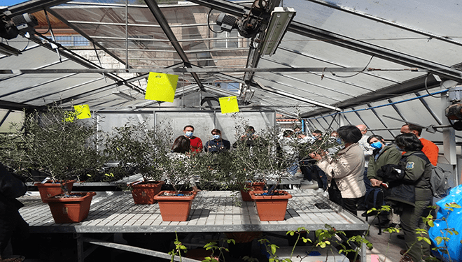 Últimos avances na recuperación das oliveiras propias de Galicia
