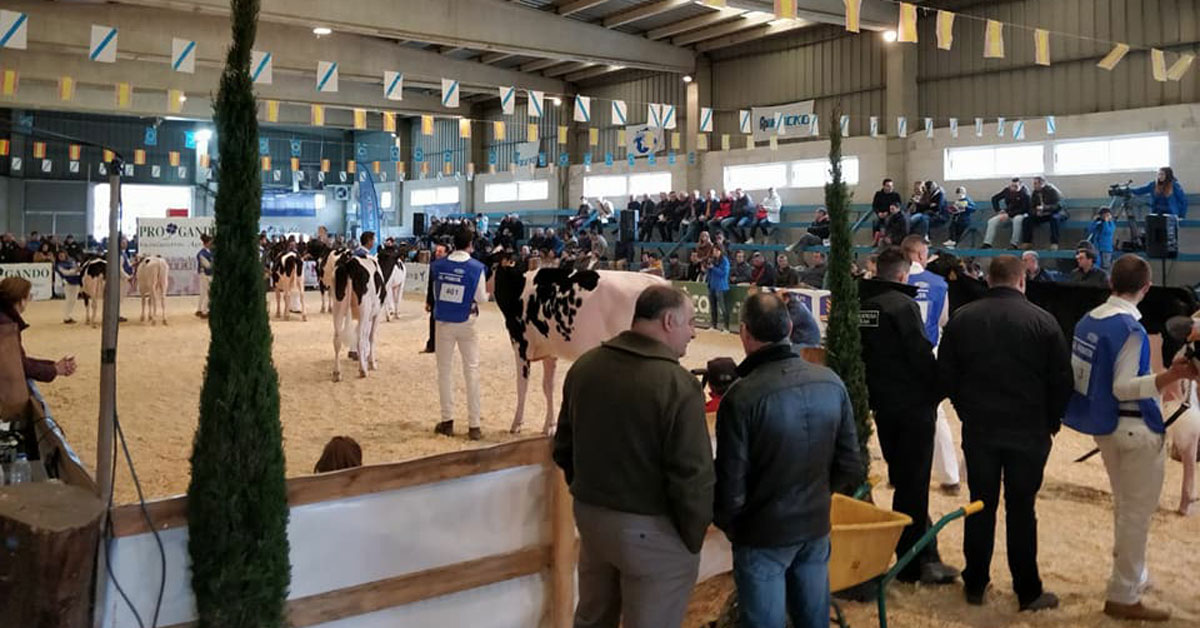 O concurso de gando ten lugar no pavillón das vacas e concrega a numeroso público