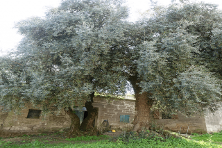 Últimos avances na recuperación das oliveiras propias de Galicia