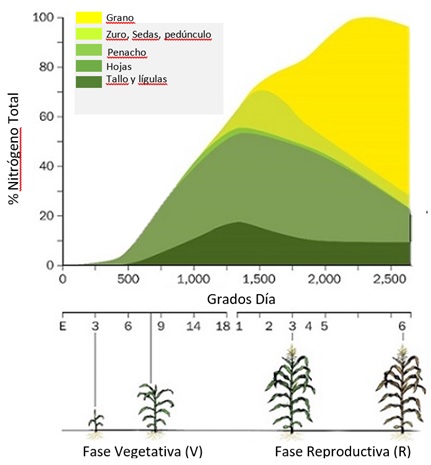 Figura 3 – Absorción de nitrógeno por las distintas partes de una planta de maíz. Adaptado de How a Corn Plant Grows, Iowa State University.